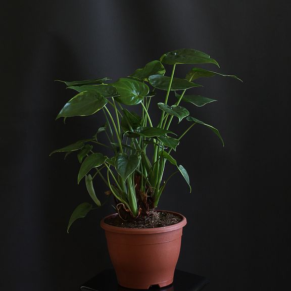 Алоказия Кукуллата (Alocasia Cucullata)