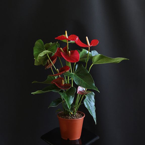 Антуриум андрианум туренза красный в горшке 40-60см (Anthurium andreanum turenza)