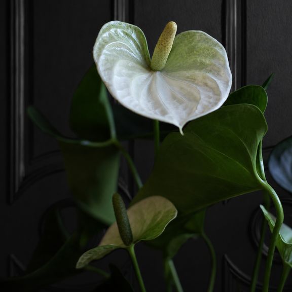 Антуриум Андрианум Туренза (Anthurium andreanum ‘Turenza’) 40-60 см белый в горшке