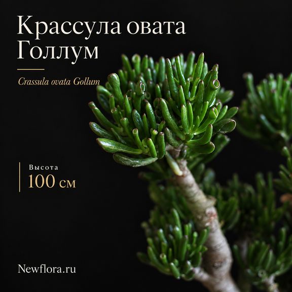 Крассула овата Голлум «денежное дерево» высота 100 см
