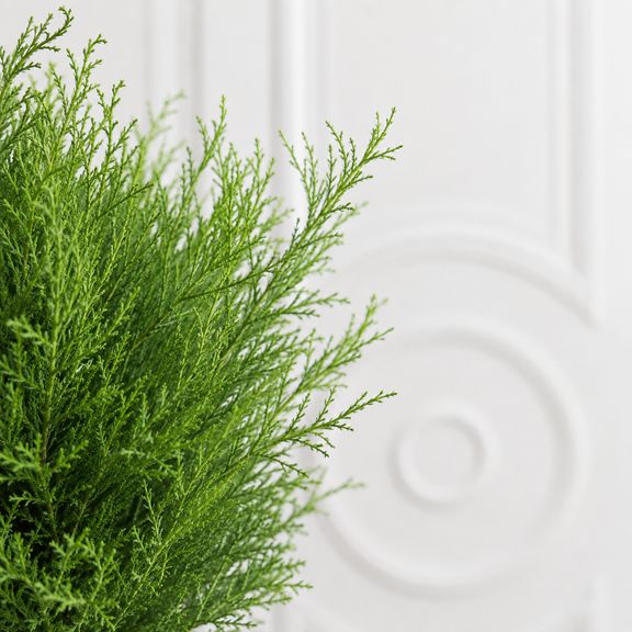 Купрессус Вилма, Лимонный кипарис (Cupressus macrocarpa ‘Goldcrest Wilma’) 60 см