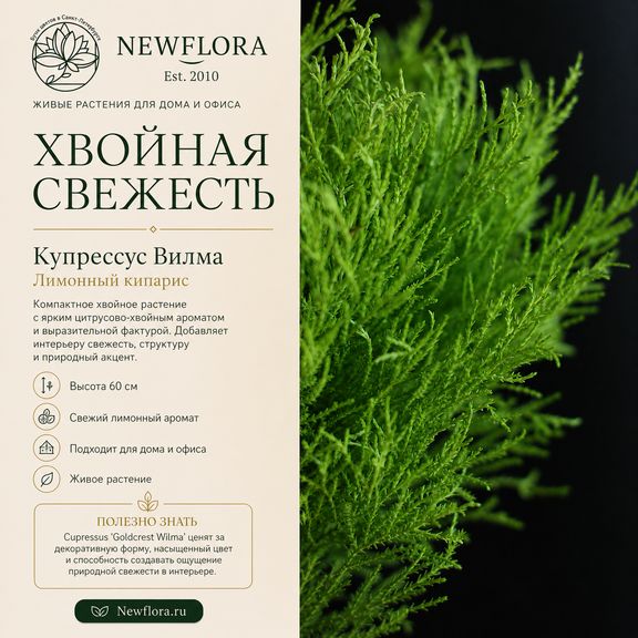 Купрессус Вилма, Лимонный кипарис (Cupressus macrocarpa ‘Goldcrest Wilma’) 60 см