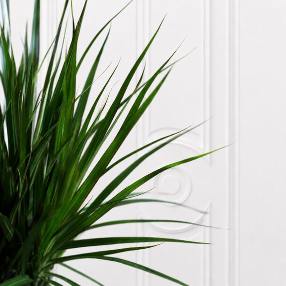 Драцена Маргината (Dracaena Marginata) 120 см,  3 стебля в горшке