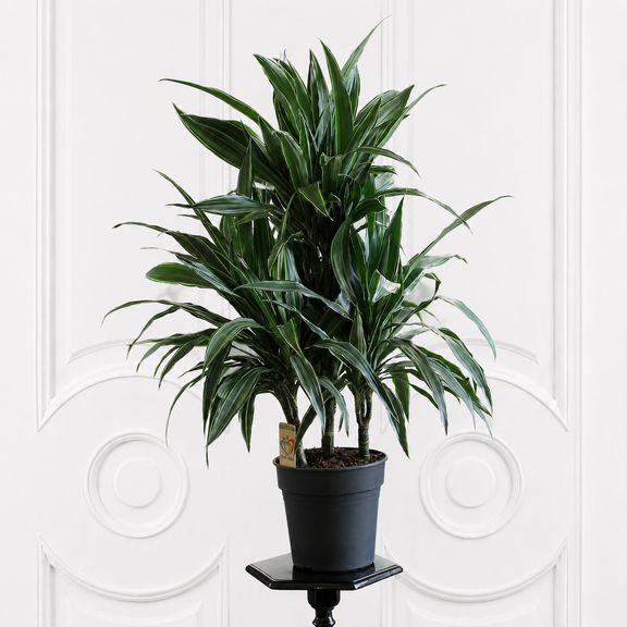 Драцена Фрагранс Варнески (Dracaena Fragrans Warneckii) 100 см в горшке