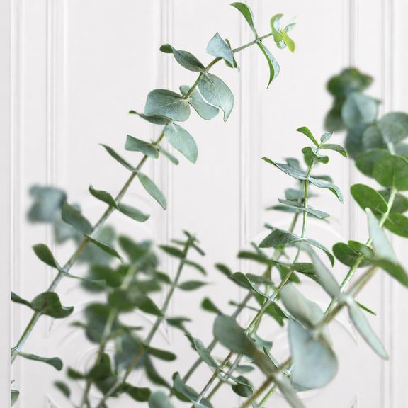Эвкалипт Ганна (Eucalyptus gunnii) 40 см в горшке