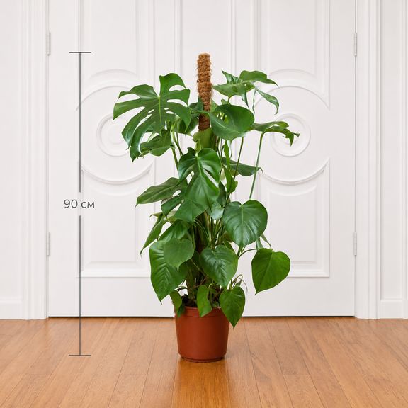 Монстера Делициоза (Monstera Deliciosa) 90 см на опоре