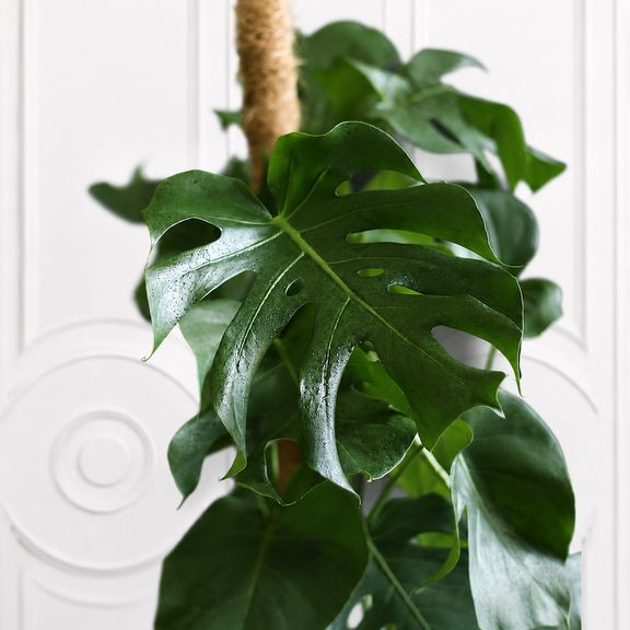 Монстера Делициоза (Monstera Deliciosa) 90 см на опоре