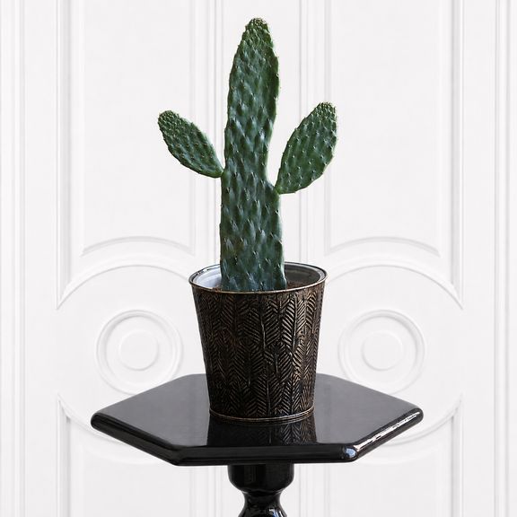 Кактус опунция «Opuntia» 40 см