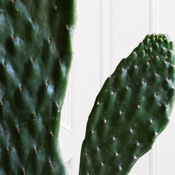 Кактус опунция «Opuntia» 40 см