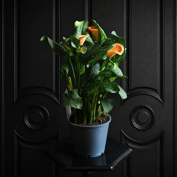 Калла оранжевая в горшке (Zantedeschia hybrida) 40 см