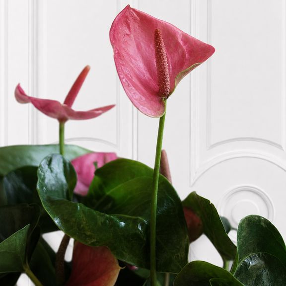 Антуриум Андрианум Туренза (Anthurium andreanum ‘Turenza’) 40-60см розовый в горшке