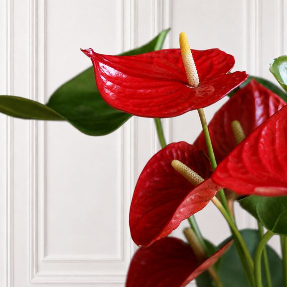 Антуриум Андрианум Туренза (Anthurium andreanum ‘Turenza’) 40-60 см красный в горшке