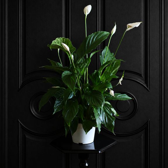 Спатифиллум Свит Лауретта (Spathiphyllum ‘Sweet Lauretta’) 90 см