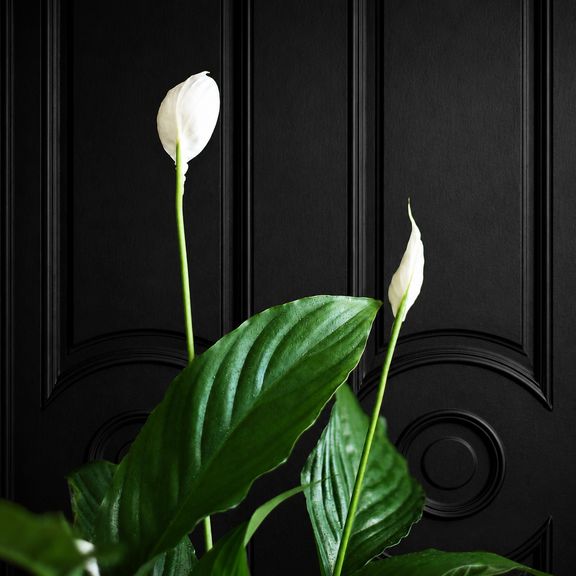 Спатифиллум Свит Лауретта (Spathiphyllum ‘Sweet Lauretta’) 90 см