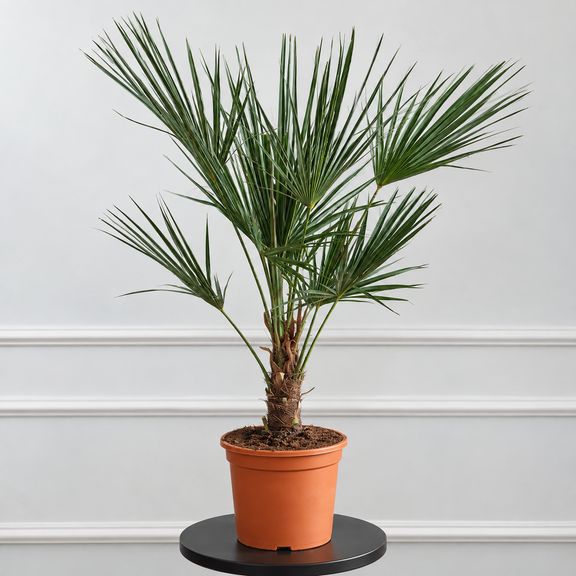 Трахикарпус Форчуна (Trachycarpus fortunei) высота 100 см