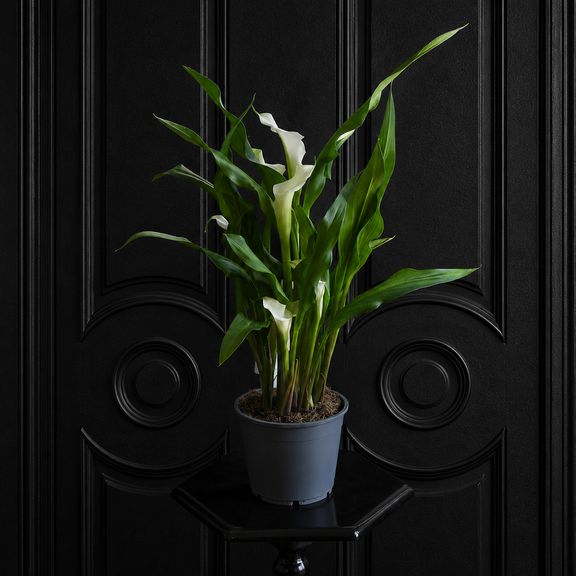 Калла в горшке (Zantedeschia hybrida) 40 см белая