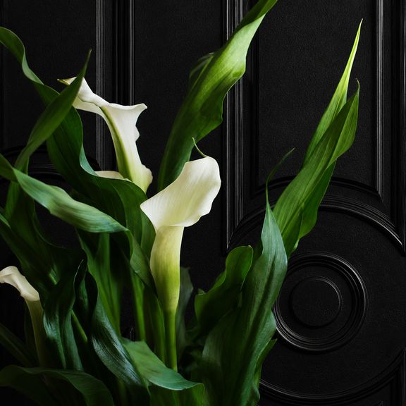 Калла в горшке (Zantedeschia hybrida) 40 см белая
