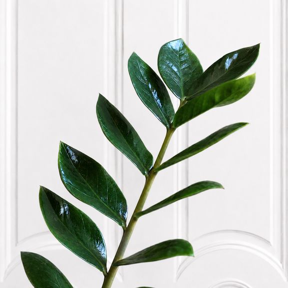 Замиокулькас «Zamiifolia» 120 см, 9-10 стеблей