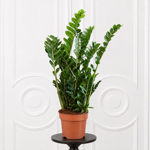Замиокулькас «Zamiifolia» 120 см, 14-15 стеблей