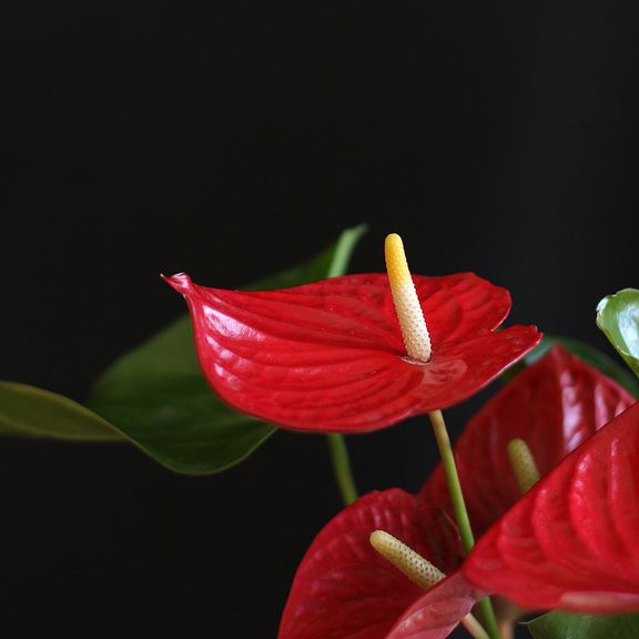 Антуриум андрианум туренза красный в горшке 40-60см (Anthurium andreanum turenza)
