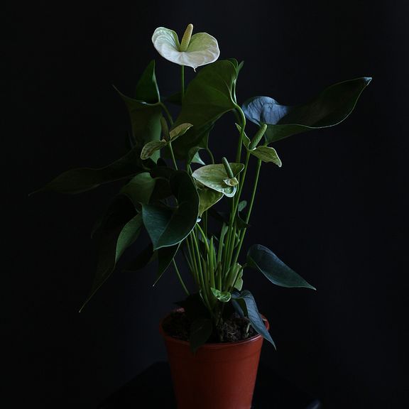 Антуриум андрианум туренза белый в горшке 40-60см (Anthurium andreanum turenza)
