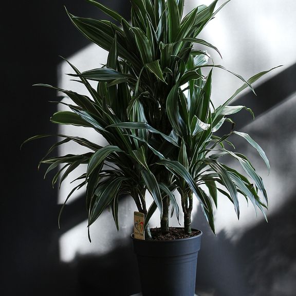 Драцена Фрагранс Варнески высотой 100см в горшке (Dracaena Fragrans Warneckii)