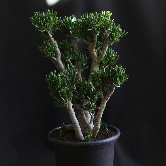 Крассула овата Голлум (Crassula ovata Gollum)