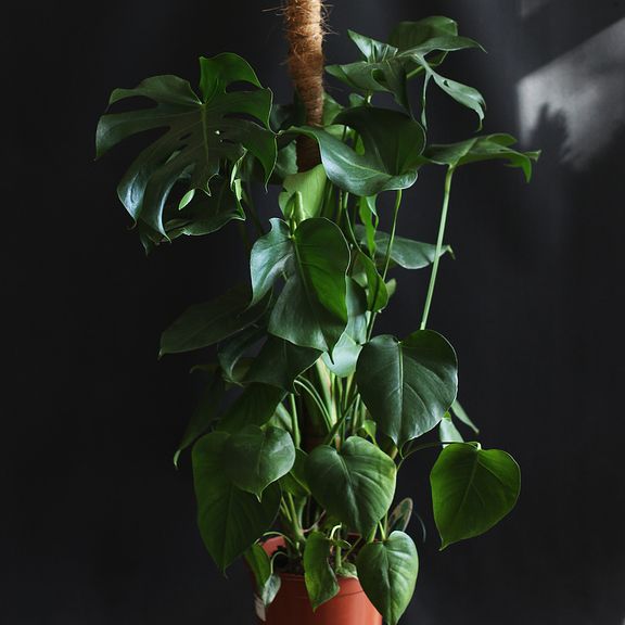 Монстера делициоза на опоре (Monstera Deliciosa)