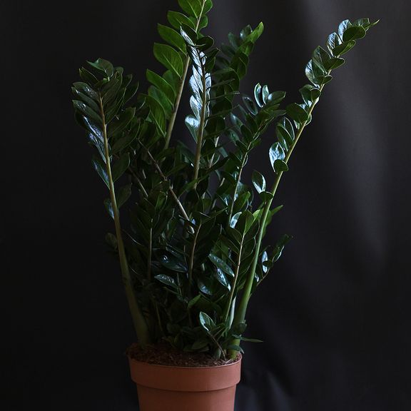 Замиокулькас «zamiifolia» (1,2 метра, 15 стеблей)
