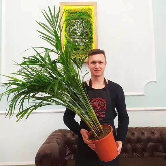 Пересадка растения в магазине