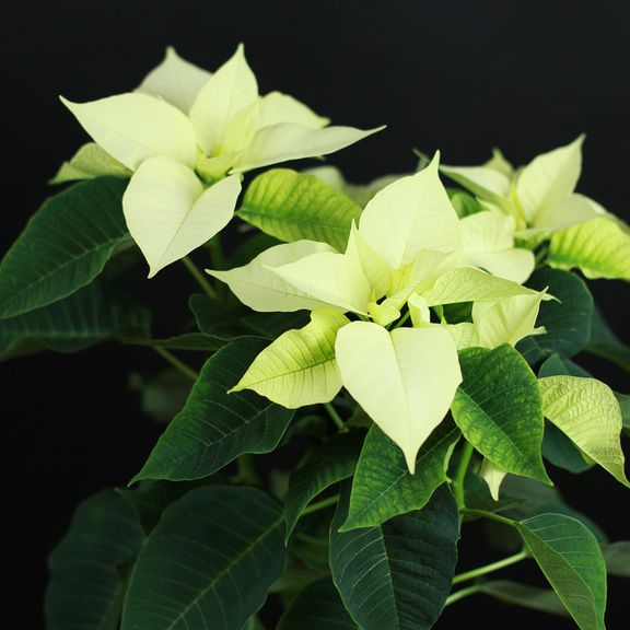 Пуансеттия, Молочай Красивейший белый (Euphorbia pulcherrima)