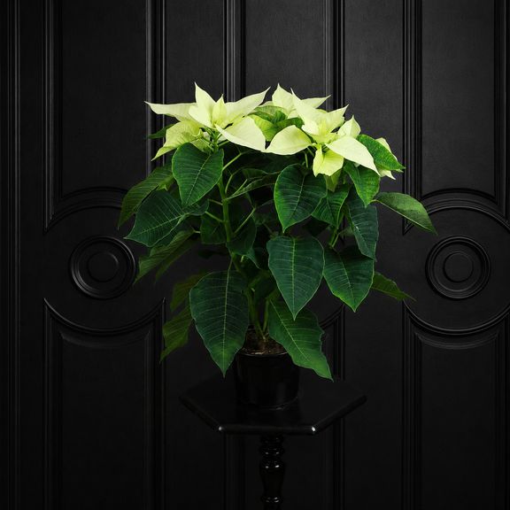 Пуансеттия (Euphorbia pulcherrima) белая 40 см