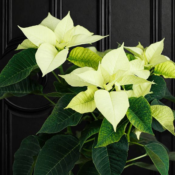Пуансеттия (Euphorbia pulcherrima) белая 40 см