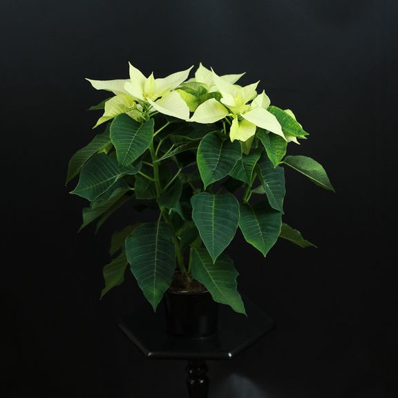 Пуансеттия, Молочай Красивейший белый (Euphorbia pulcherrima)
