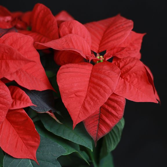 Пуансеттия, Молочай Красивейший красный (Euphorbia pulcherrima)