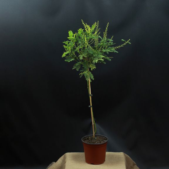 Акация Парадокса (Acacia paradoxa)