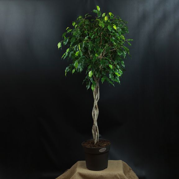 Фикус Бенджамина (Ficus benjamina)