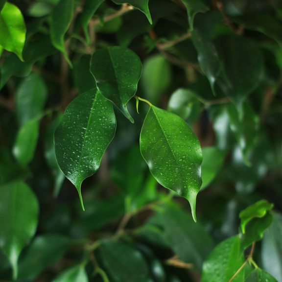 Фикус Бенджамина (Ficus benjamina)