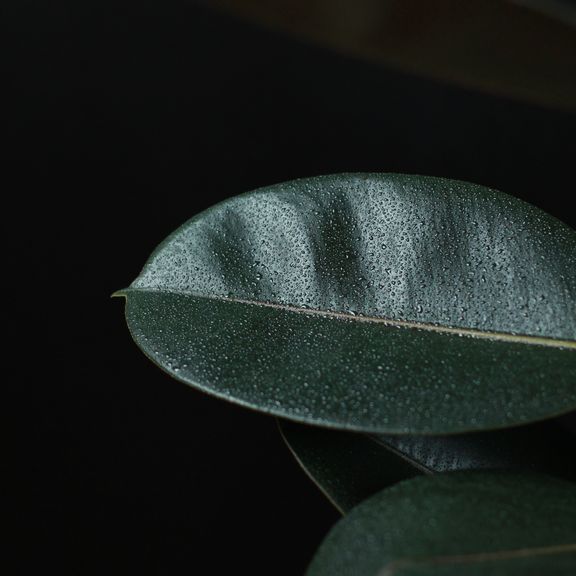 Фикус эластика Абиджан 120 см. (Ficus elastica «Abidjan»)