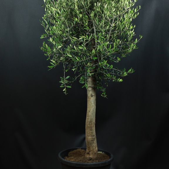Олива Европейская (Olea europaea)