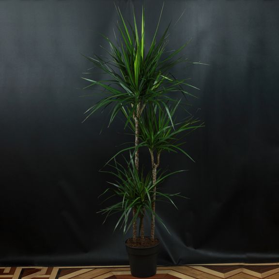 Драцена маргината 120-150 см (Dracaena marginata)