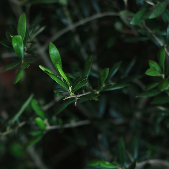 Олива Европейская (Olea europaea)