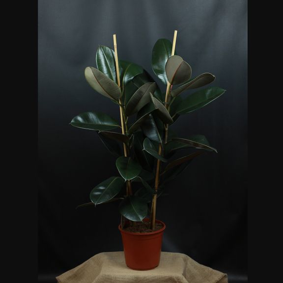 Фикус эластика Абиджан 120 см. (Ficus elastica «Abidjan»)