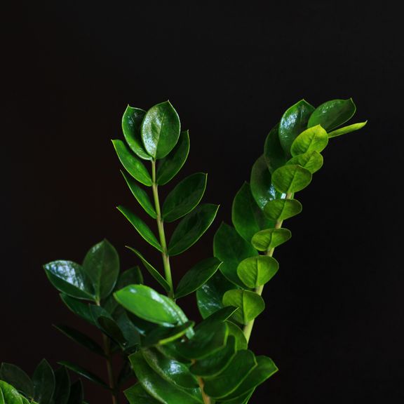 Замиокулькас (Zamioculcas)