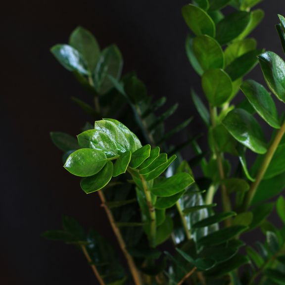 Замиокулькас (Zamioculcas)