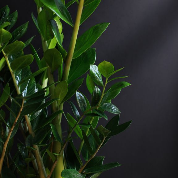 Замиокулькас (Zamioculcas)