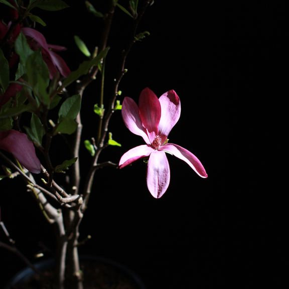 Магнолия (Magnolia)