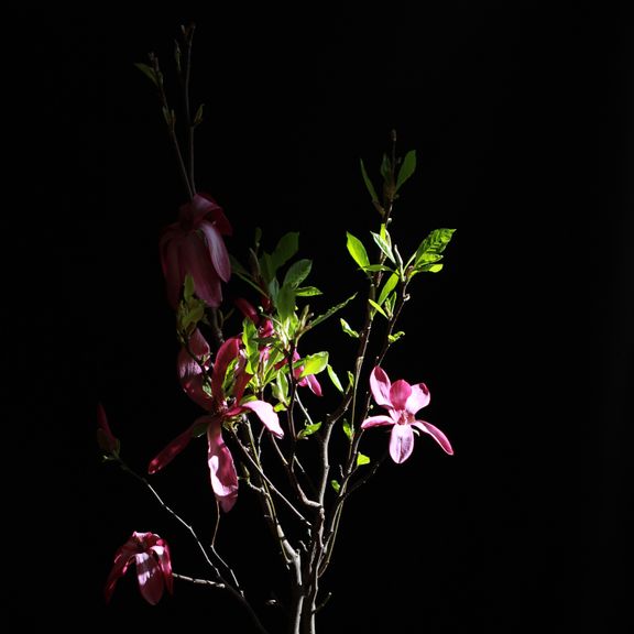 Магнолия (Magnolia)
