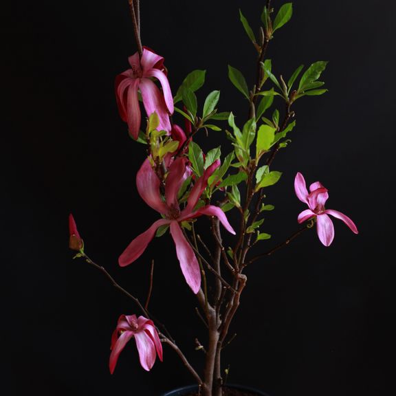Магнолия (Magnolia)