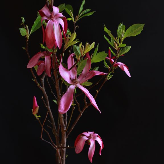 Магнолия (Magnolia)